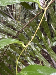 Smilax lanceifolia