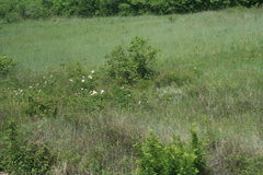 Paeonia lactiflora