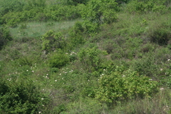 Paeonia lactiflora