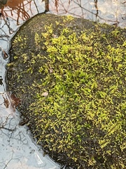 Callicladium imponens