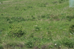 Paeonia lactiflora