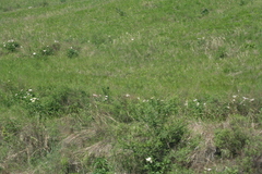 Paeonia lactiflora