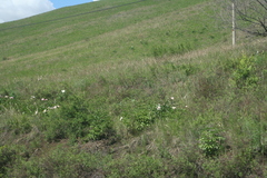 Paeonia lactiflora