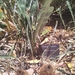 Banksia petiolaris - Photo (c) Stirling Yanchep, algunos derechos reservados (CC BY-NC), subido por Stirling Yanchep