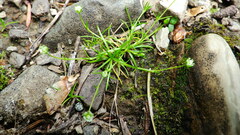 Sagina saginoides
