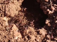 Novomessor albisetosus