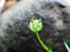 Sagina saginoides
