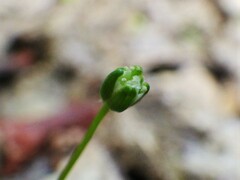 Sagina saginoides