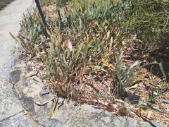 Banksia petiolaris