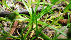 Sagina saginoides