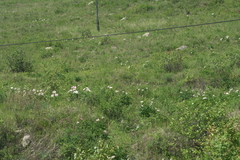 Paeonia lactiflora