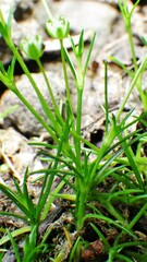 Sagina saginoides