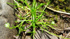 Sagina saginoides