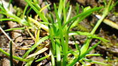 Sagina saginoides