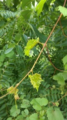 Daktulosphaira vitifoliae