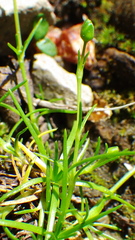 Sagina saginoides