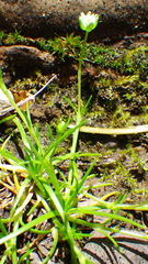Sagina saginoides