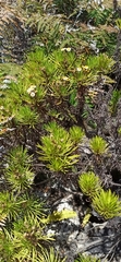 Darwiniothamnus tenuifolius