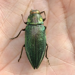 Chrysodema dalmanni