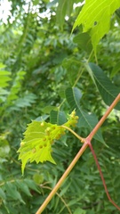 Daktulosphaira vitifoliae