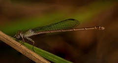 Ceriagrion aeruginosum