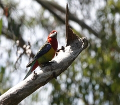 Platycercus eximius eximius