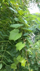 Daktulosphaira vitifoliae