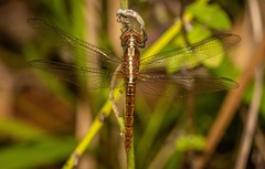 Rhodothemis lieftincki