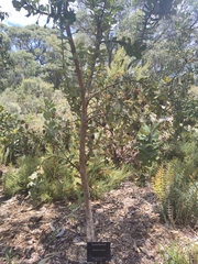 Banksia coccinea