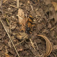 Sphictostethus striatulus