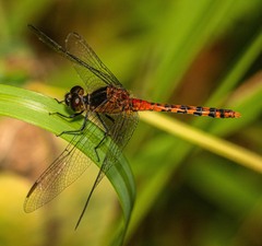 Diplacodes melanopsis