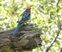 Platycercus eximius eximius