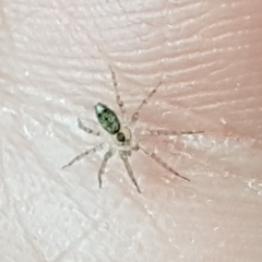 Oecobius navus