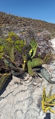 Opuntia galapageia
