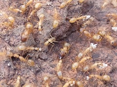 Camponotus festinatus