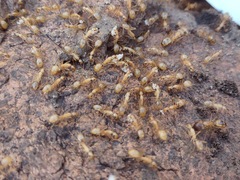 Camponotus festinatus