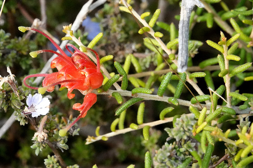 Rough Spider Flower (Grevillea muricata)