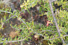 Grevillea muricata