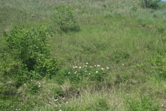 Paeonia lactiflora