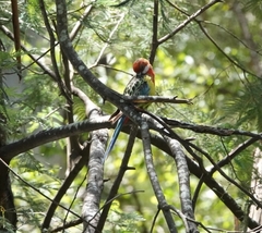 Platycercus eximius eximius