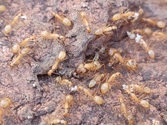 Camponotus festinatus