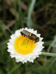 Odontomyia hunteri