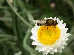 Odontomyia hunteri