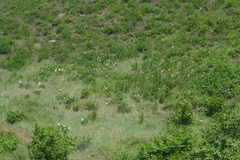 Paeonia lactiflora