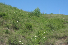 Paeonia lactiflora