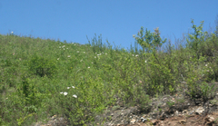 Paeonia lactiflora
