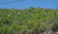 Paeonia lactiflora