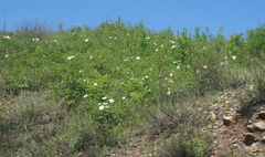 Paeonia lactiflora