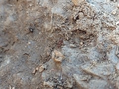 Cyphomyrmex flavidus