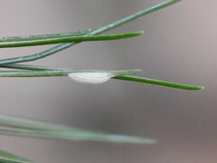 Chionaspis pinifoliae